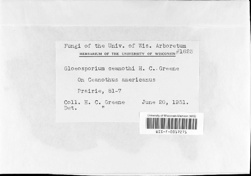 Gloeosporium ceanothi image