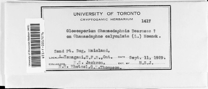 Gloeosporium chamaedaphnis image