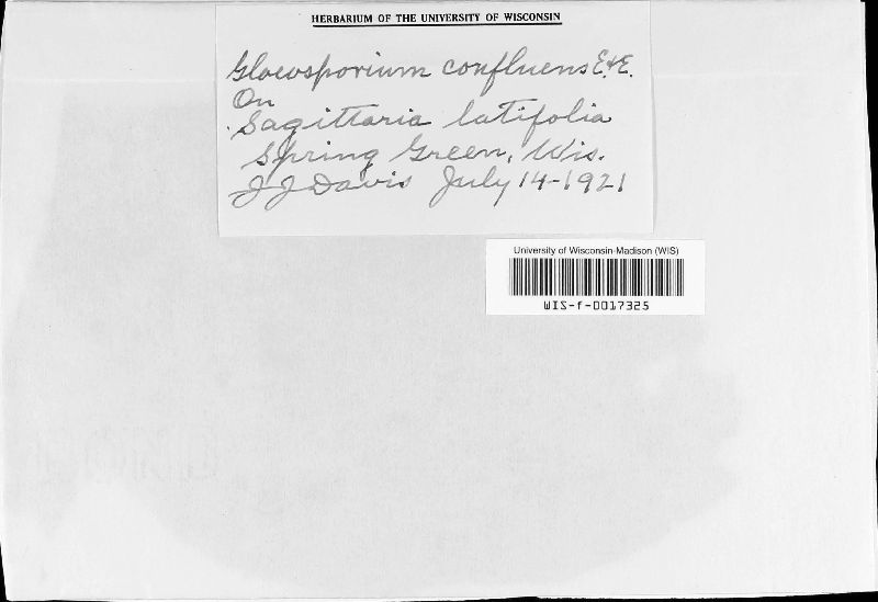Gloeosporium confluens image