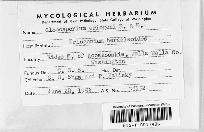 Gloeosporium eriogoni image