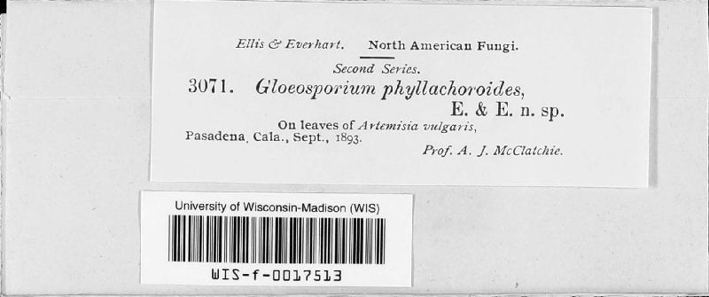 Gloeosporium phyllachoroides image