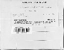 Gloeosporium ribis image