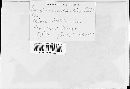 Gloeosporium ribis image