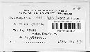 Gloeosporium ribis image
