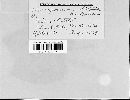 Gloeosporium ribis image