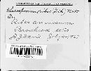 Gloeosporium ribis image