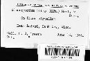 Gloeosporium ribis image