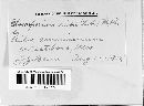 Gloeosporium ribis image