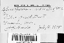 Gloeosporium ribis image