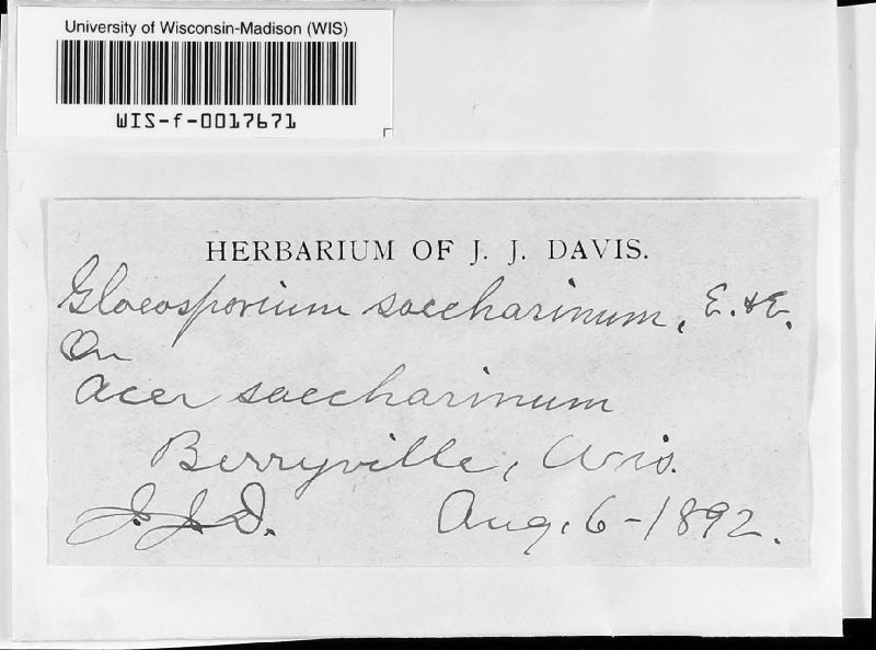 Gloeosporium saccharinum image