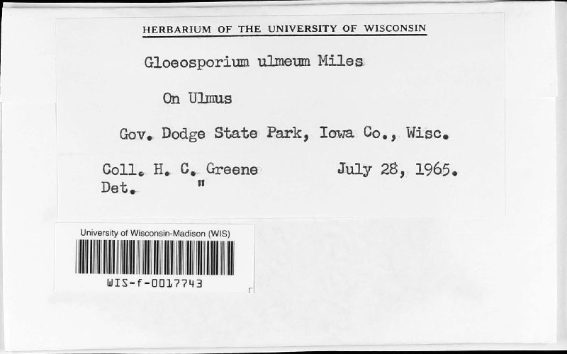 Gloeosporium ulmeum image
