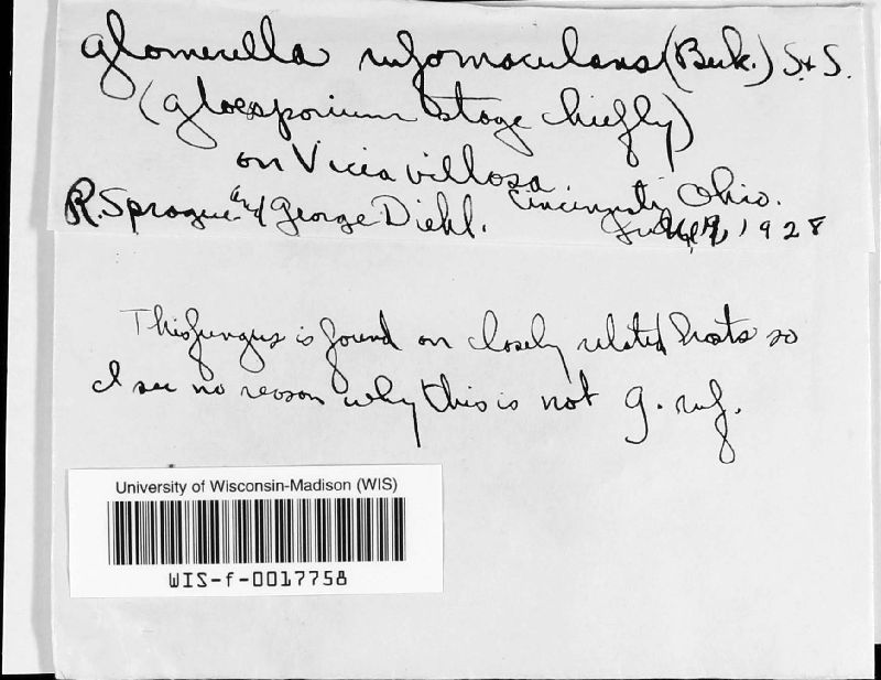 Glomerella image