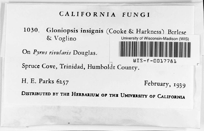 Gloniopsis insignis image
