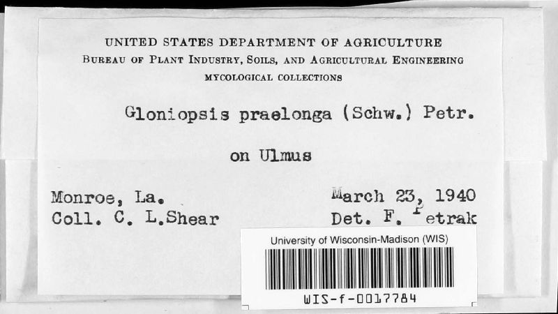 Gloniopsis image