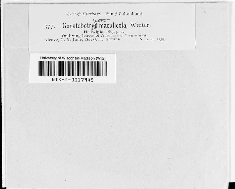 Gonatobotryum image