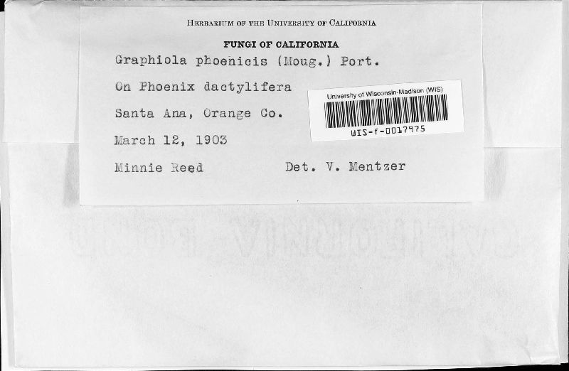 Graphiola phoenicis image