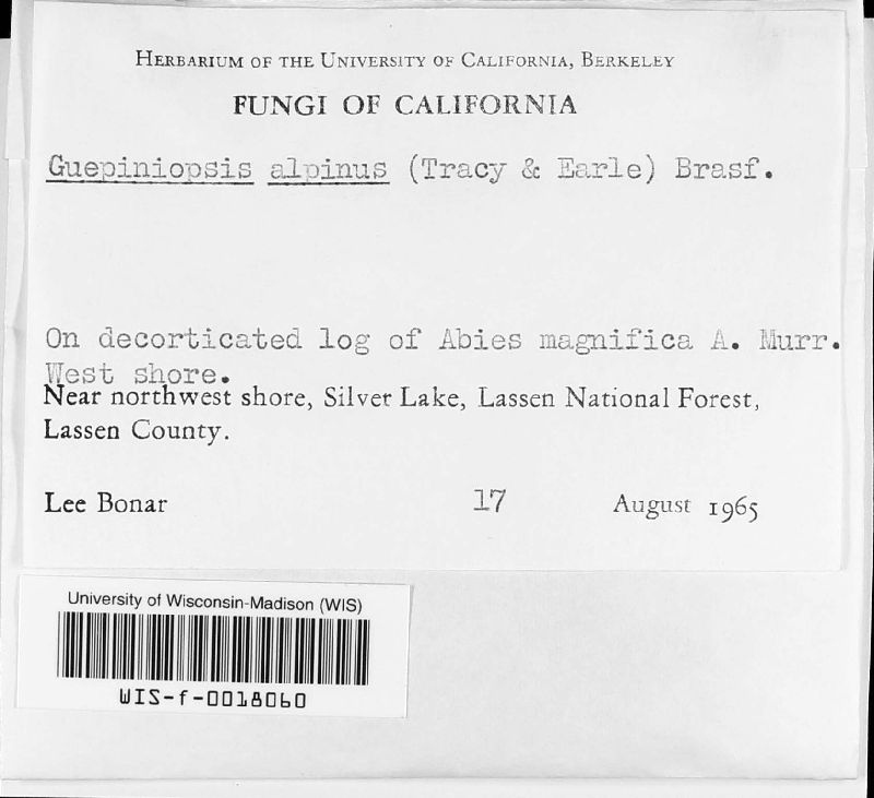 Guepiniopsis image