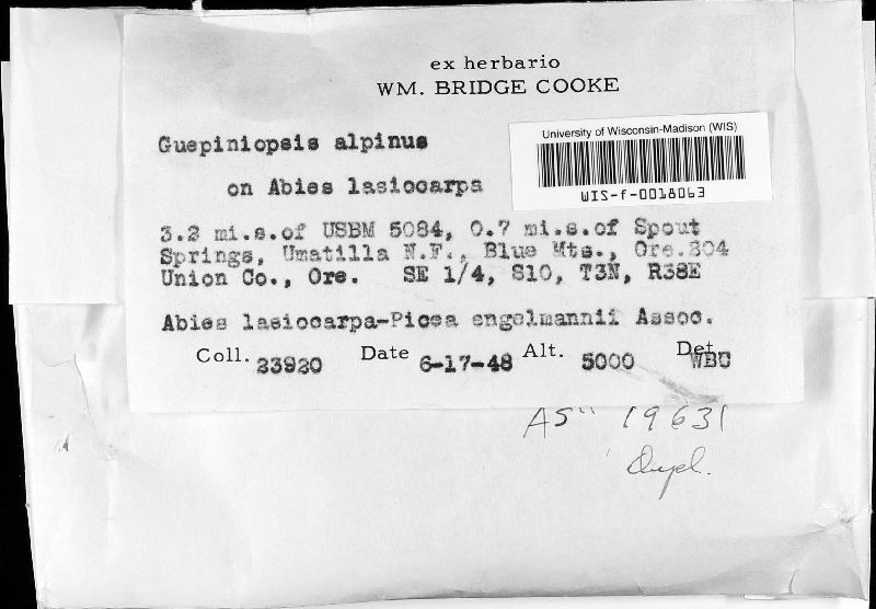 Guepiniopsis alpina image