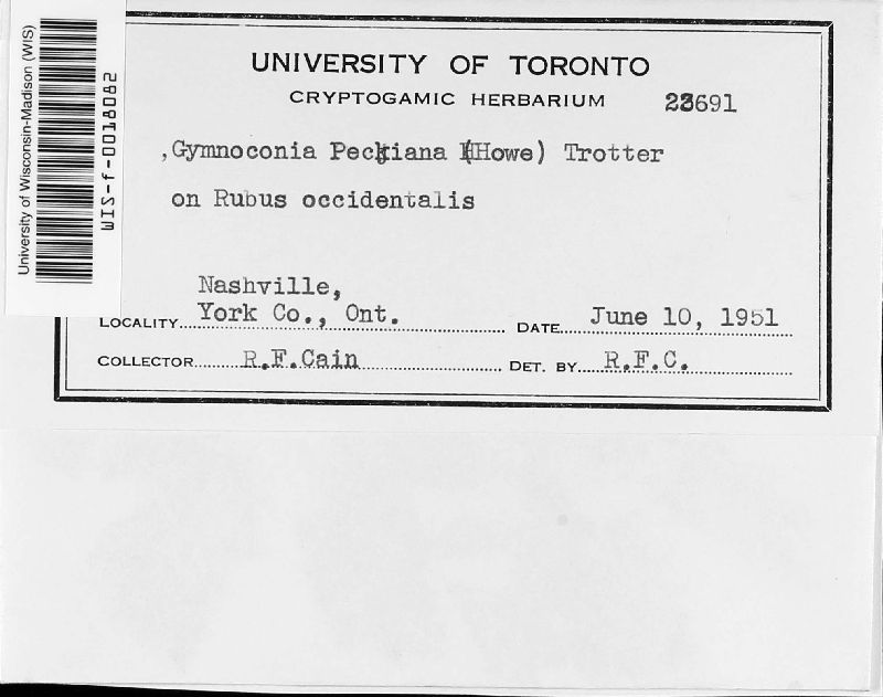 Gymnoconia image