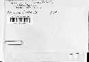 Gymnoconia peckiana image