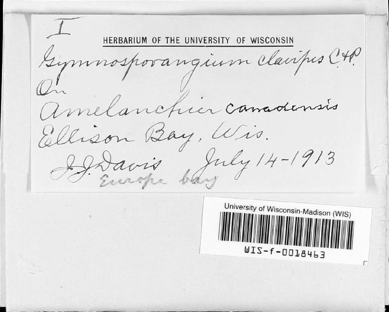 Gymnosporangium clavipes image