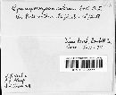 Image of Gymnosporangium exterum