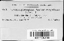 Gymnosporangium juniperi-virginianae image