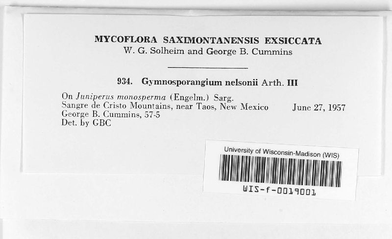 Gymnosporangium nelsonii image