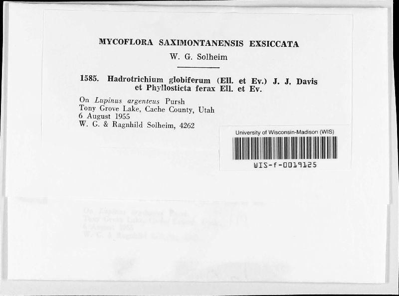 Hadrotrichum globiferum image