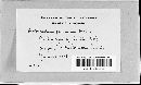 Haplobasidion thalictri image
