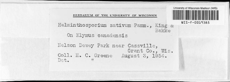 Massarinaceae image