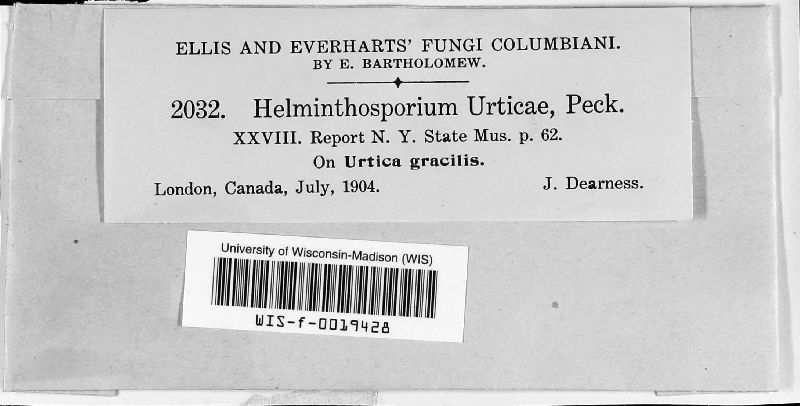 Helminthosporium urticae image