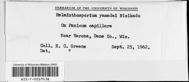 Helminthosporium yamadai image