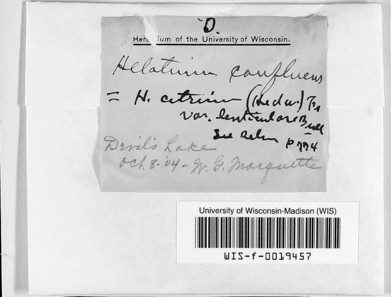 Helotium citrinum var. lenticulare image