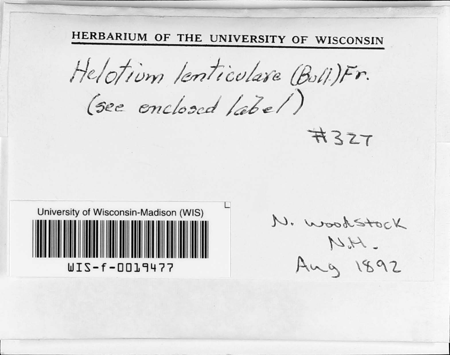 Helotium lenticulare image