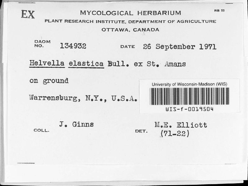 Helvella image