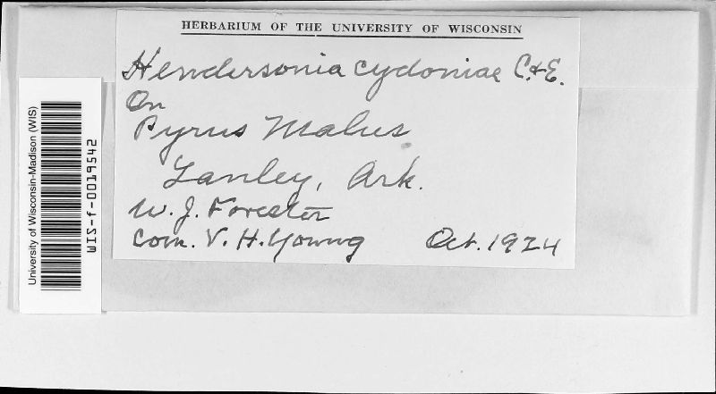 Hendersonia cydoniae image
