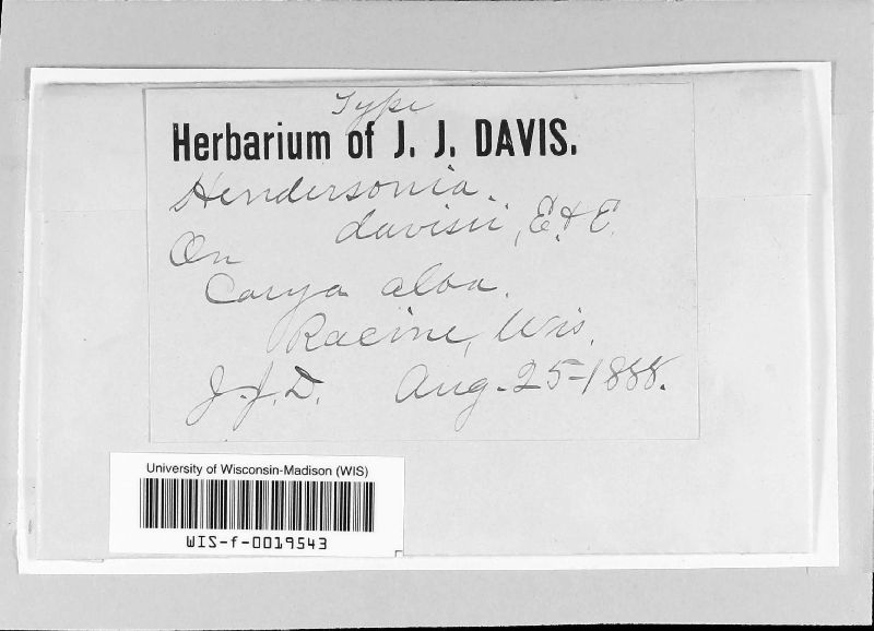 Hendersonia davisii image