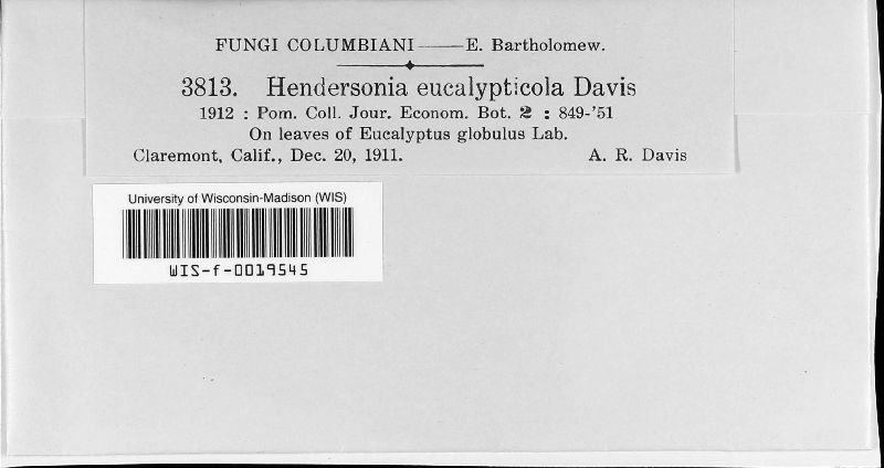 Hendersonia eucalypticola image