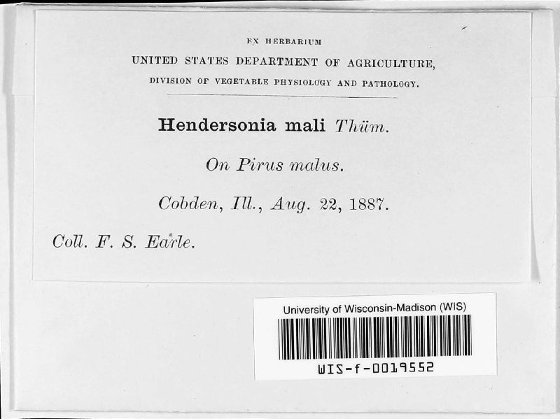 Hendersonia mali image