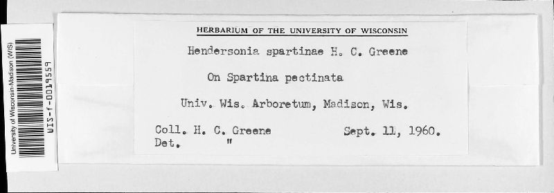 Hendersonia spartinae image