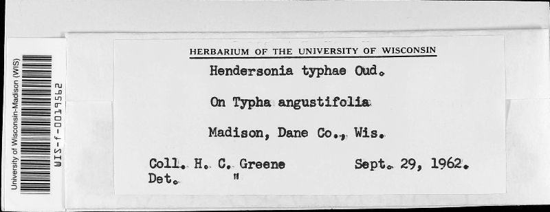 Hendersonia image