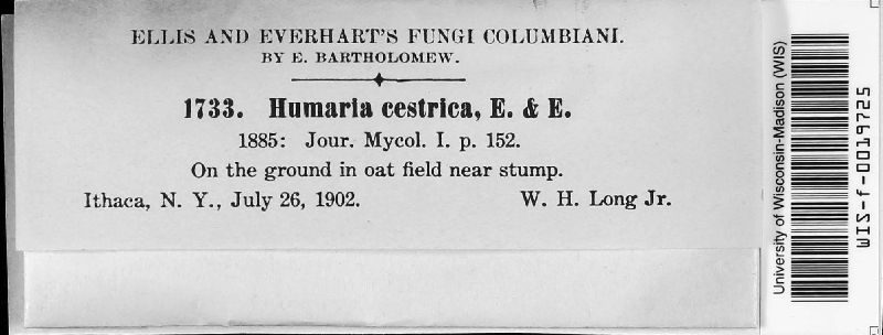 Humaria cestrica image