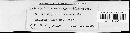 Orphanocoela calamagrostidis image