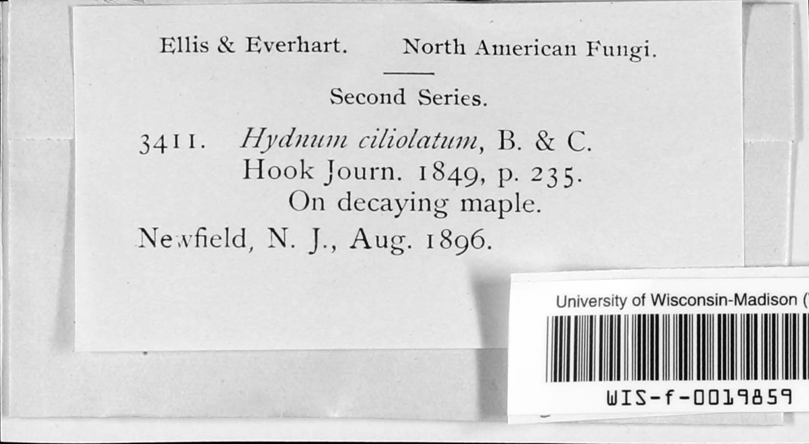 Steccherinum ciliolatum image