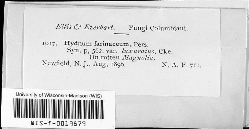 Hydnum farinaceum image