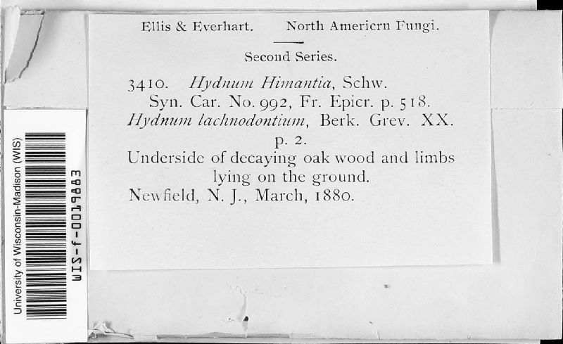 Hydnum himantia image