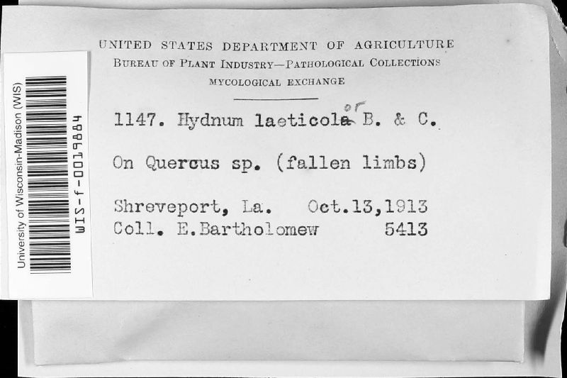Hydnum laeticolor image