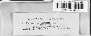 Hydnum ochraceum image
