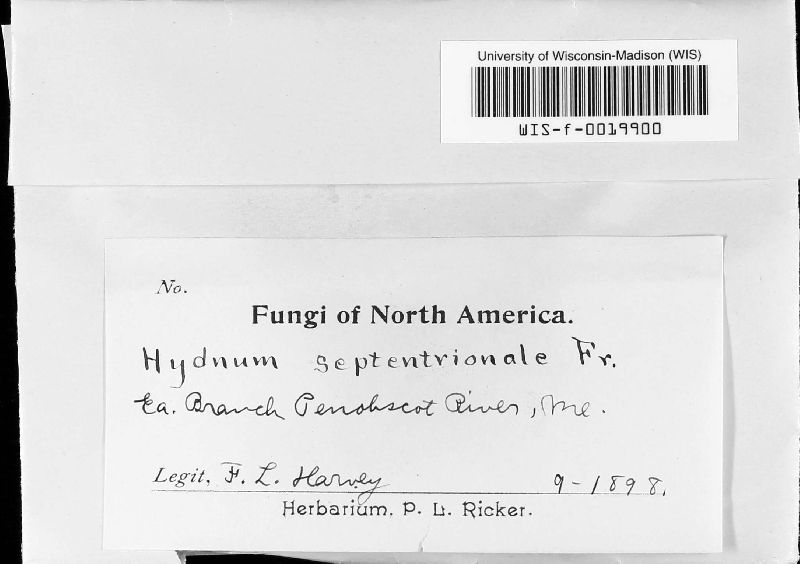 Hydnum septentrionale image